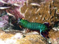 Peacock mantis shrimp