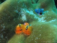 Christmas tree worm