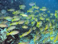 Bigeye snapper