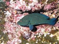 Bluelined grouper