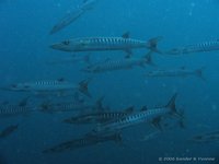 Blackfin barracuda
