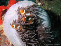 Magnificent sea anemone