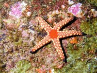 Roodgemaasde zeester