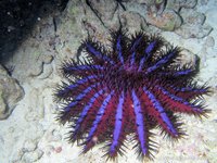Crown-of-thorns starfish