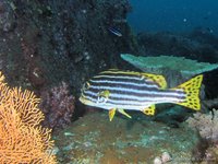 Oriental sweetlips