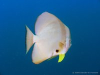 Longfin spadefish