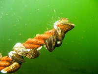 Zebra mussel