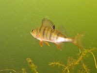European perch