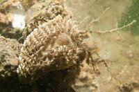 Small aeolid sea slug