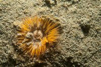 Mud anemone