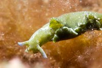 Green sea slug