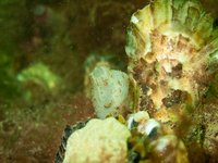 Pacific oyster