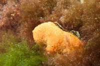 Leach's colonial sea squirt
