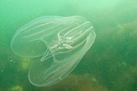 Warty comb jelly