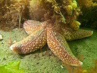 Common starfish