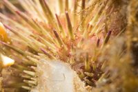 Edible sea urchin
