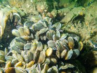 Blue mussel