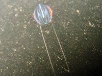Sea gooseberry