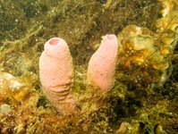 Purple tube sponge