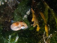 Atlantic bobtail squid