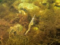 Chameleon shrimp