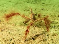 Long-legged spider crab