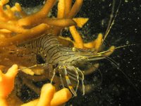 Common prawn