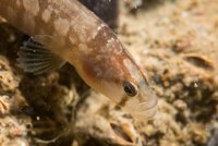 Butterfish