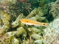 Two-spotted goby