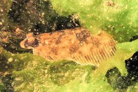 Flounder