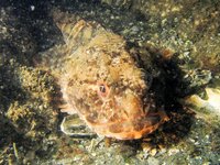 Green sculpin